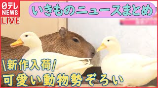 【生き物ライブ】 ペンギン「それ以上近づくな」/ ネコが宙づり状態 / カラスと人の知恵比べ/“テンションMax”のカニ動画  など ――「いきもの」ニュースまとめ（日テレNEWS LIVE）