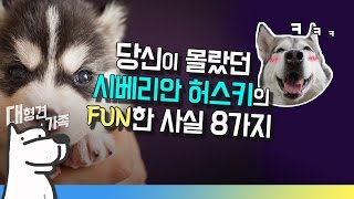 시베리안허스키의 FUN한 사실 8가지ㅣ대형견가족