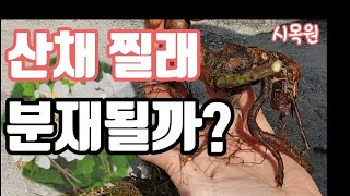 6 야생 산채 찔래나무 분재 만들기