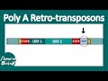 Poly A retrotransposon | LINE and SINEs