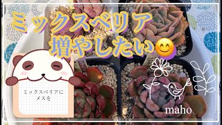 #多肉植物 NO.239 ミックスベリア増やしたいな〜