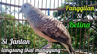 Perkutut betina memanggil jantan - pancingan Ampuh || The female turtle dove calls the male