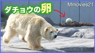 Polar Bear saw ostrich eggs for the first time, played and ate 