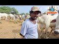 pebbair cattle market🐂 pebbair bolls market పెబ్బేరు ఎద్దుల సంత 23=11=24