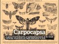 How to Say Carpocapsa in English? | What is Carpocapsa? | How Does Carpocapsa Look?