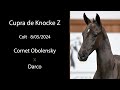 NR 6 Cupra de Knocke Z - 1.50 dam with 1.50 offspring!