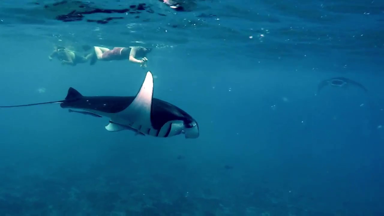 Snorkeling With Manta Rays In Nusa Penida, Bali - YouTube