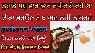 🐄ਰਪੀਟਰ ਪਸ਼ੂਆਂ ਦਾ ਹੱਲ ਹੁਣ ਇਹ ਪਾਊਡਰ ਕਰਨਗੇ।।Rapeter animals treatment🐂#shahjifarming #dairyfarm