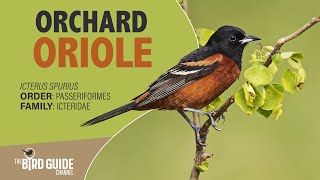 Orchard Oriole | Field and Stream (The Bird Guide Channel)