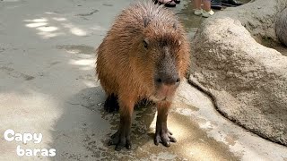 水しぶきブルブルをバッチリ決めようと呼吸を整えるカピバラさん★Capybaras Splash/神戸どうぶつ王国