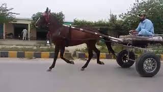 Raees horse try