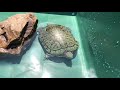 ミドリガメ新居へ🐢💚お試し泳ぎは緊張なご様子。【亀】【ミドリガメ】【猫】