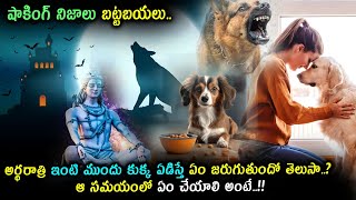 రాత్రి పూట కుక్కలు ఏడిస్తే దాని అర్ధం ఏంటంటే..? ఆ సమయంలో ఇలా చెయ్యండి..!! Why Dogs Cry at Night..?