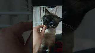 ささみボールを食べる猫#shorts