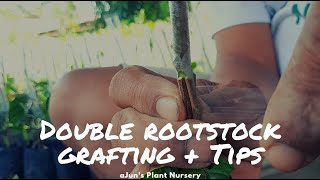 Double rootstock grafting on Lanzones plus TIPS.