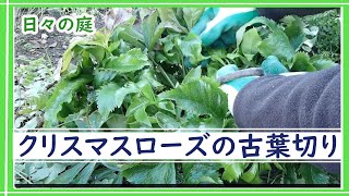 【ガーデニング】クリスマスローズの古葉切り｜クリスマスローズの育て方｜クリスマスローズのドライフラワー｜garden｜園芸｜　＃ガーデニング #クリスマスローズ  #ナチュラルガーデン