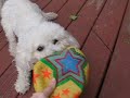 milou and his deflated ball