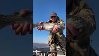 Fat rainbow trout at Round Valley Reservoir January 13, 2024