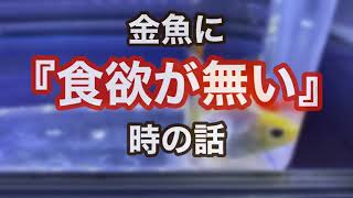 金魚の食欲がない？！健康のバロメーターに。