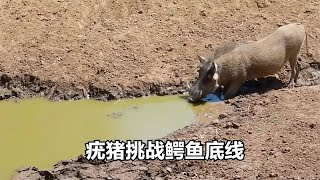 鳄鱼下水偷袭疣猪，哪料疣猪视而不见，挑战鳄鱼的底线