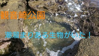 【釣り場紹介シリーズ#8】観音崎公園