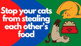 How to stop your cats or kittens from stealing each other's food | A veterinarian explains