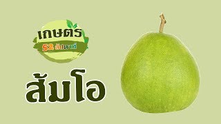 เกษตร 52 สัปดาห์ : การดูแลต้นส้มโอ เดือนตุลาคม