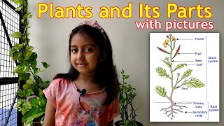Parts of Plants in English with pictures for class 2 & 3 | Plants and Parts of Plants #SamarahWorld