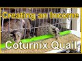 Making Money with Coturnix Quail