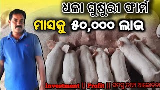 ଧଳା ଘୁସୁରି ଫାର୍ମ, ମାସକୁ 50,000 ରୋଜଗାର | How to start pig-farming in odisha | #pig-farming  #odisha