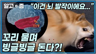 “갑자기 흥분해서 돌아 버린다?” 이 강아지가 빙글빙글 돌며 자해를 하는 이유는? 반려견 훈련법 알아 봅시다!┃세상에 나쁜 개는 없다┃알고e즘