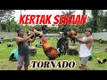 KERTAK SEKAAN GAME FARM 🏆 | Ayam jenis TORNADO 🔥🔥