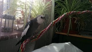 Cute Whistling Cockatiel