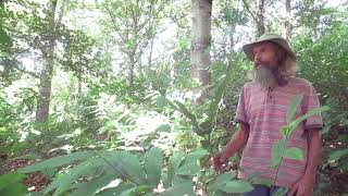 Establishing a Chestnut and Walnut Forest