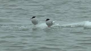 氷の上のキョクアジサシ　Arctic　tern