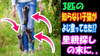 公園にいたら知らない3匹の子猫たちがよじ登ってきてビックリ! ３匹の里親探しの末に..【猫の不思議な話】【朗読】