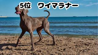 【雑学】日本で人気の狩猟犬TOP10【ランキング】