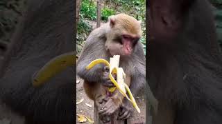 monkey eating banana 🍌🍌। monkey eating fruits video। #viral #monkey #video #subscribe