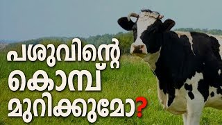 പശുക്കൾക്ക് കൊമ്പ് വേണോ ? | സ്വിറ്റ്സർലണ്ടിൽ ഹിതപരിശോധന | MJ TV News