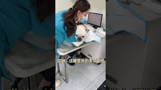 阿陀看到男女医生的态度法斗狗狗狗狗的心思都写在脸上了 #pets #搞笑 #funny #搞笑 #frenchbulldog #cute #bulldog #animals #萌宠 #寵物 #萌寵