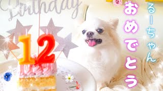 チワワるーちゃん12歳お誕生日 Luce Happy Birthday dog