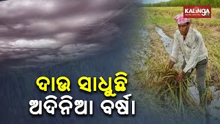 Heavy Unseasonal Rain Destroys Farmers' Spirit In Ganjam District || KalingatV