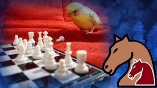 Move Generation - Java Chess Engine Tutorial 7