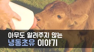 냉동초유 사용전 반드시 알아야 하는 점은? #송아지초유