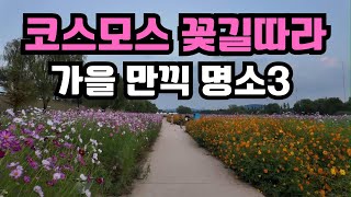 코스모스 꽃축제/코스모스가 아름다운 명소3/가을을 만끽할 코스모스 꽃길/ Flower Festival/ Koreabeautifulplaces/