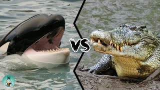 KILLER WHALE VS SALTWATER CROCODILE - Who is the strongest predator?