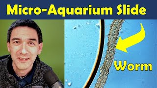 🔬 How to Make a Microscope Slide that keeps Specimens Alive