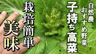 【自然農】自然農おすすめ野菜「子持ち高菜」収穫しました！2024年2月25日【natural farming】