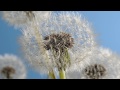 Time lapse over 3 days Dandelion clock opening