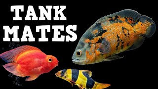 TOP 10 Tank Mates For Oscar Fish!
